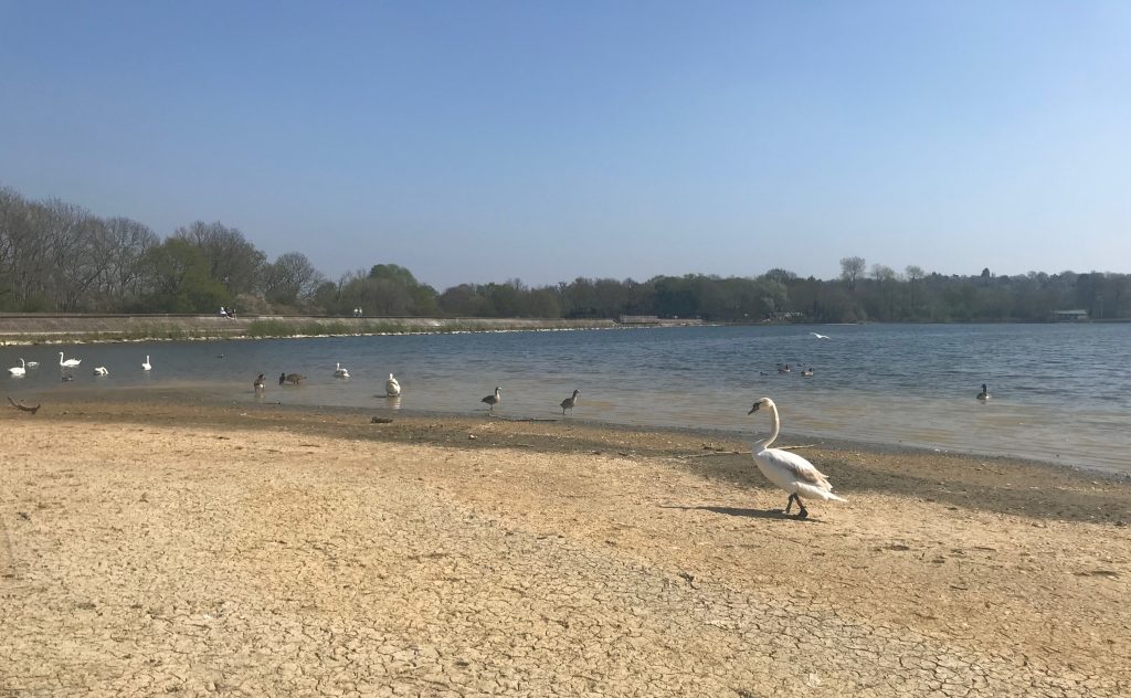 Aldenham Country Park // High Living
