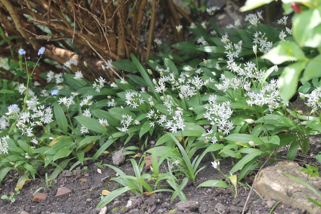 Wild garlic growing