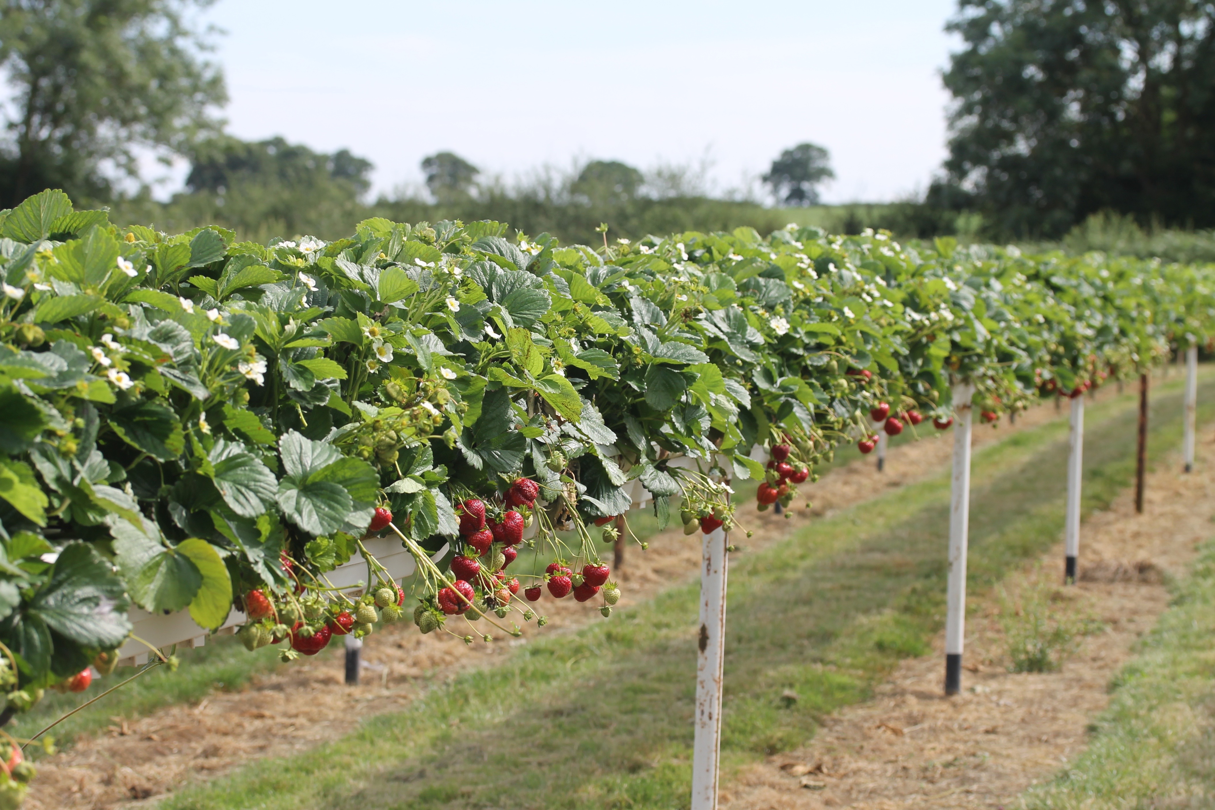 Parkside Farm PYO 2