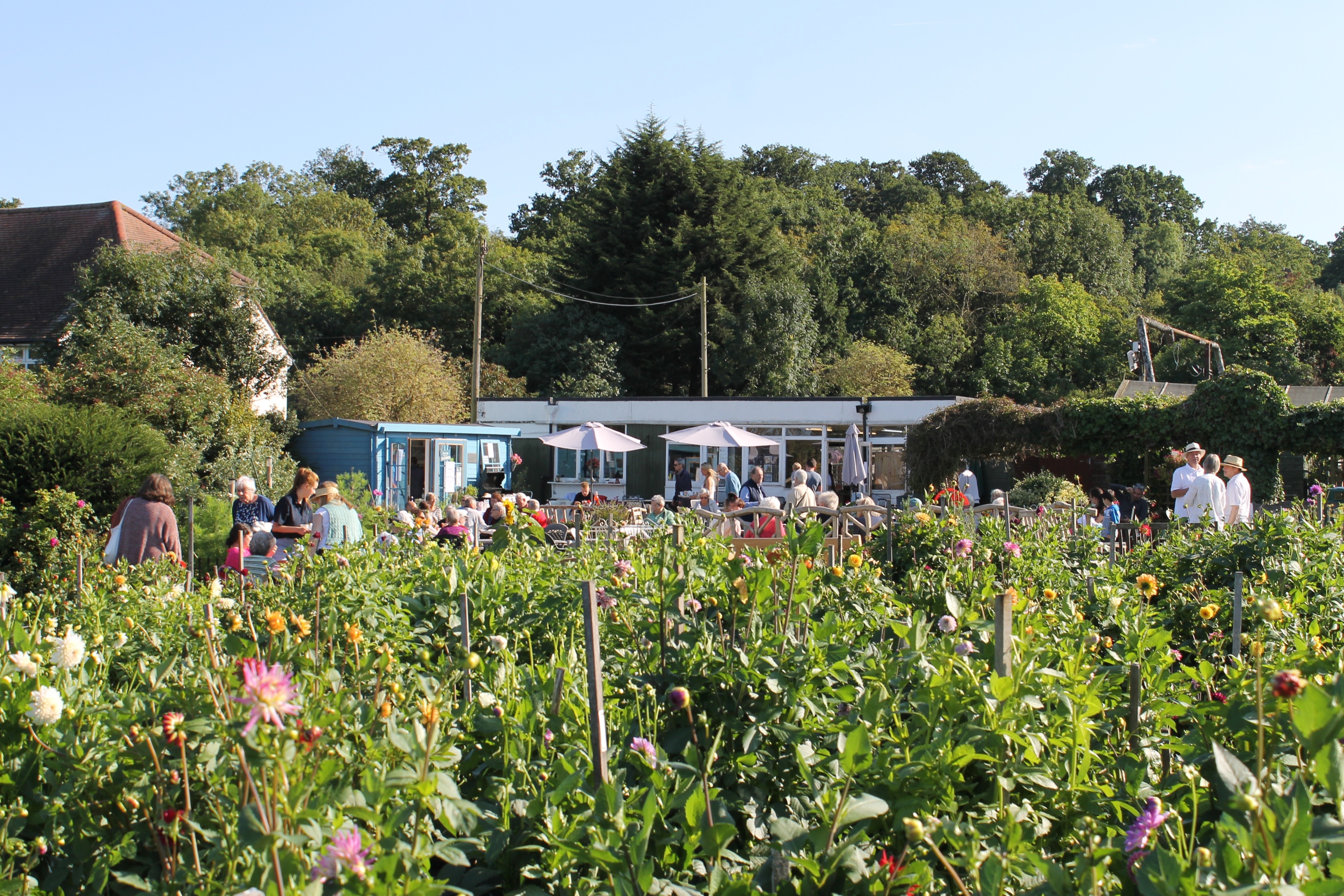 Finchley Nurseries2