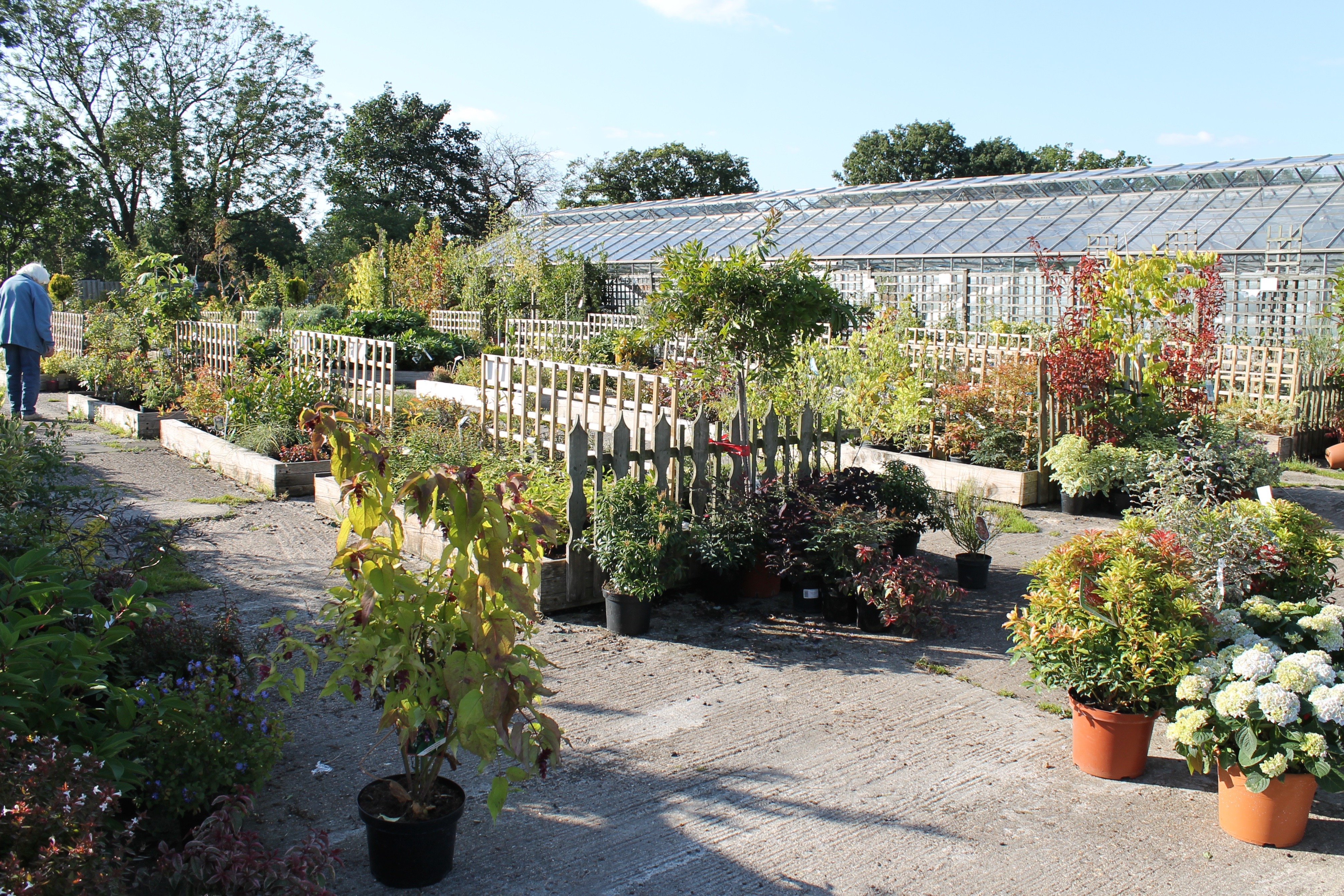 FinchleyNurseries4