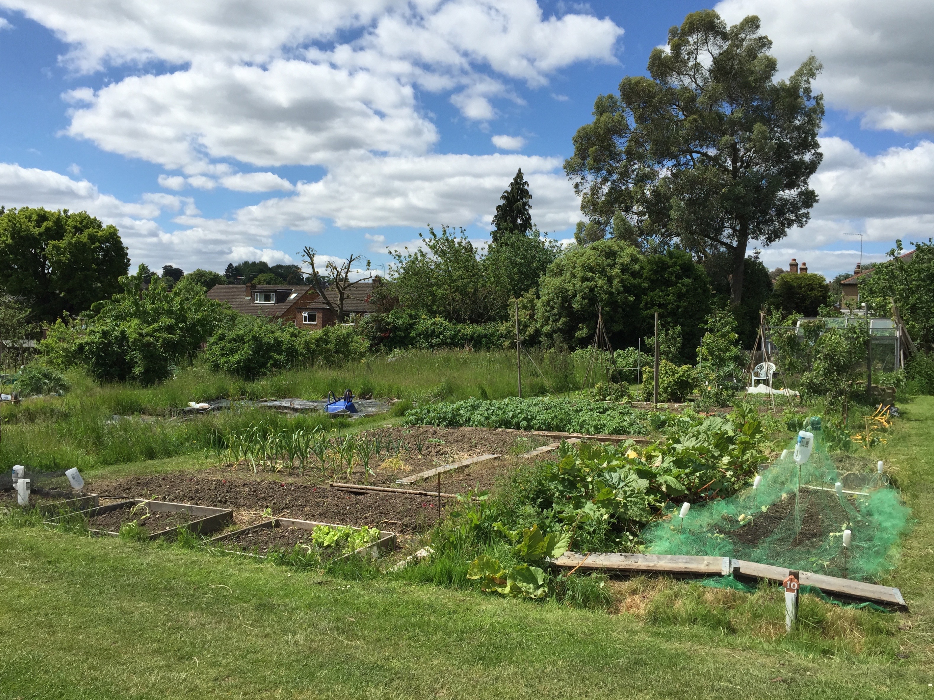 Allotment 3 (1)