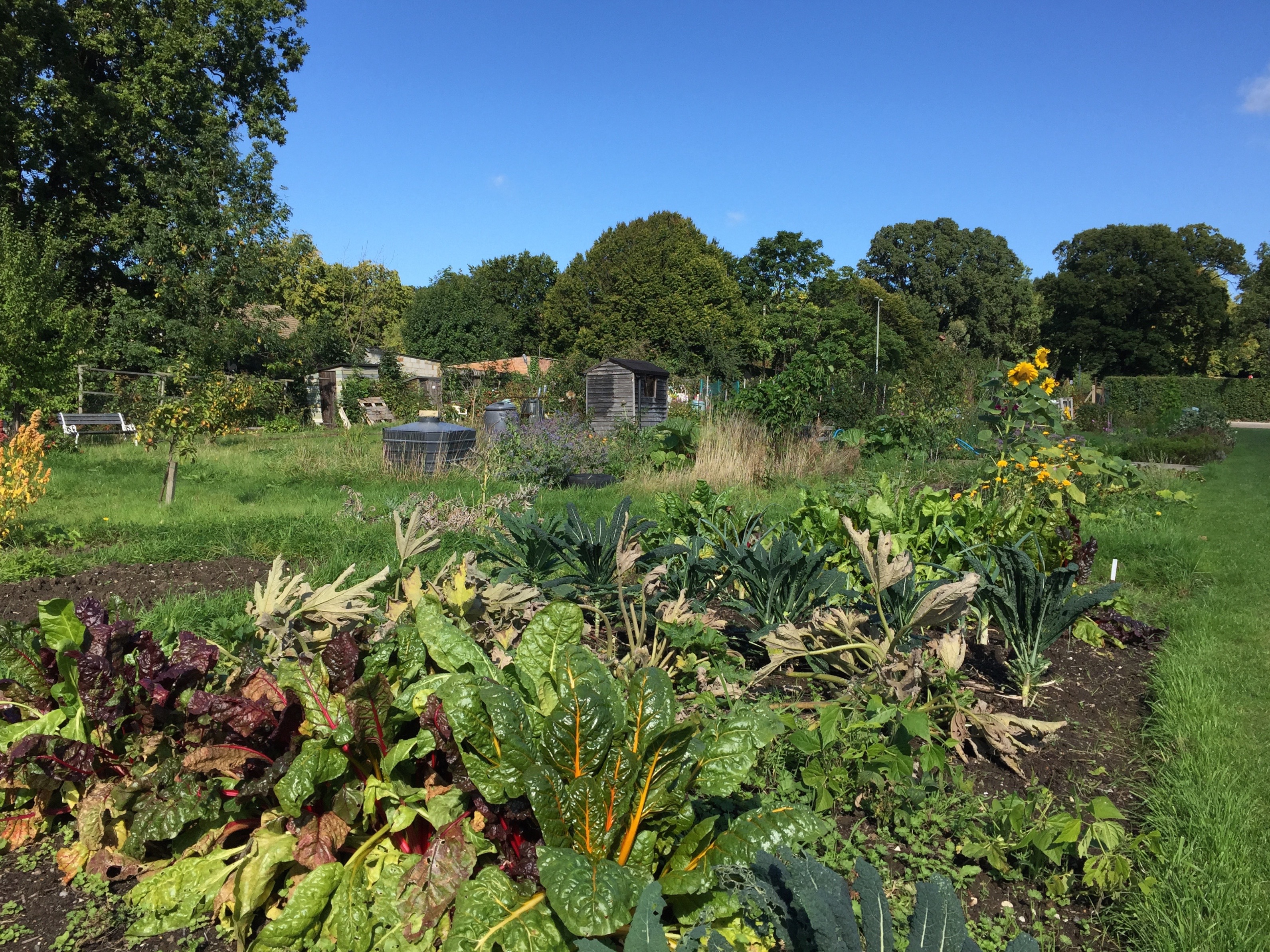 Allotment 5 (1)