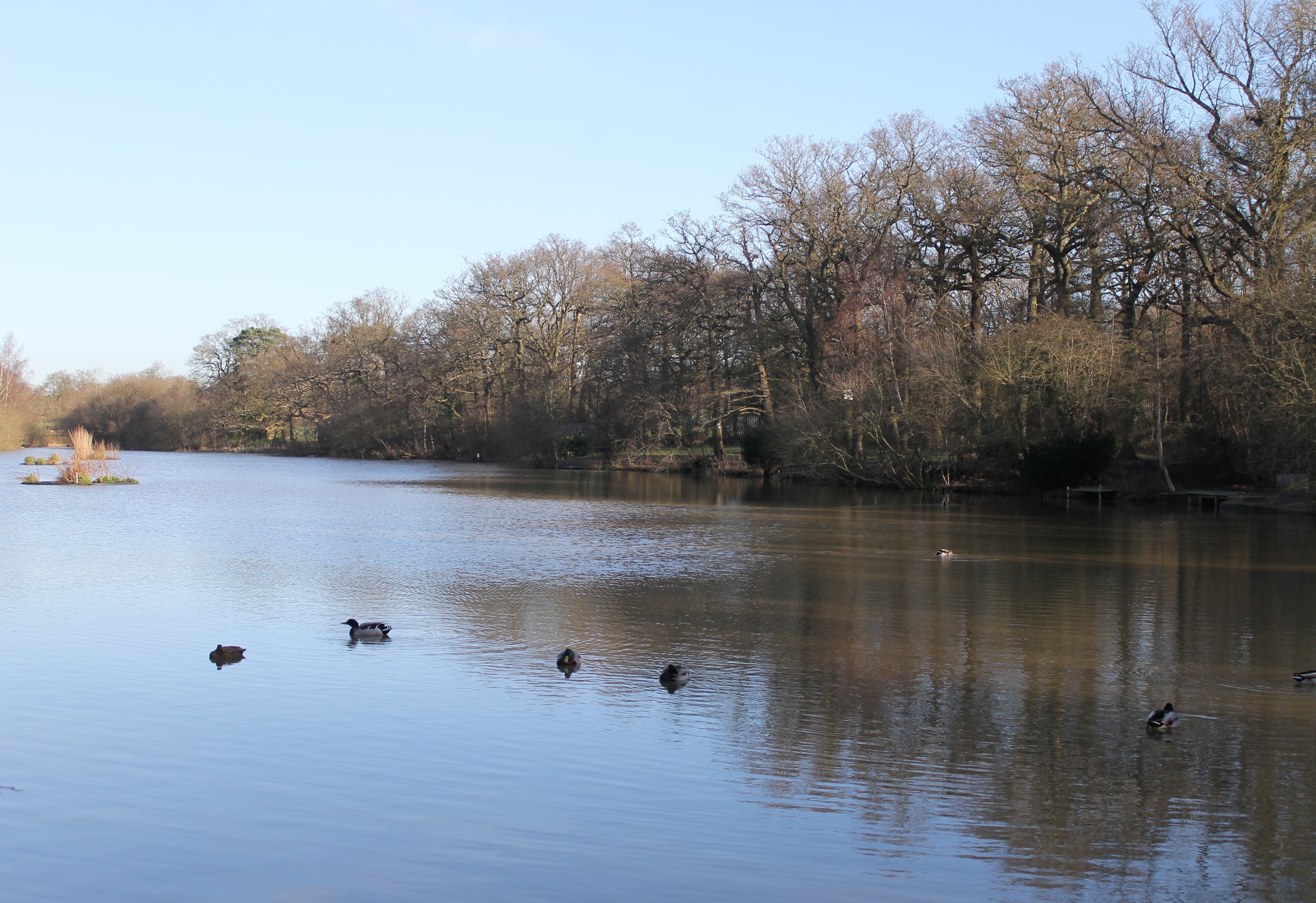 Hadley Common 4