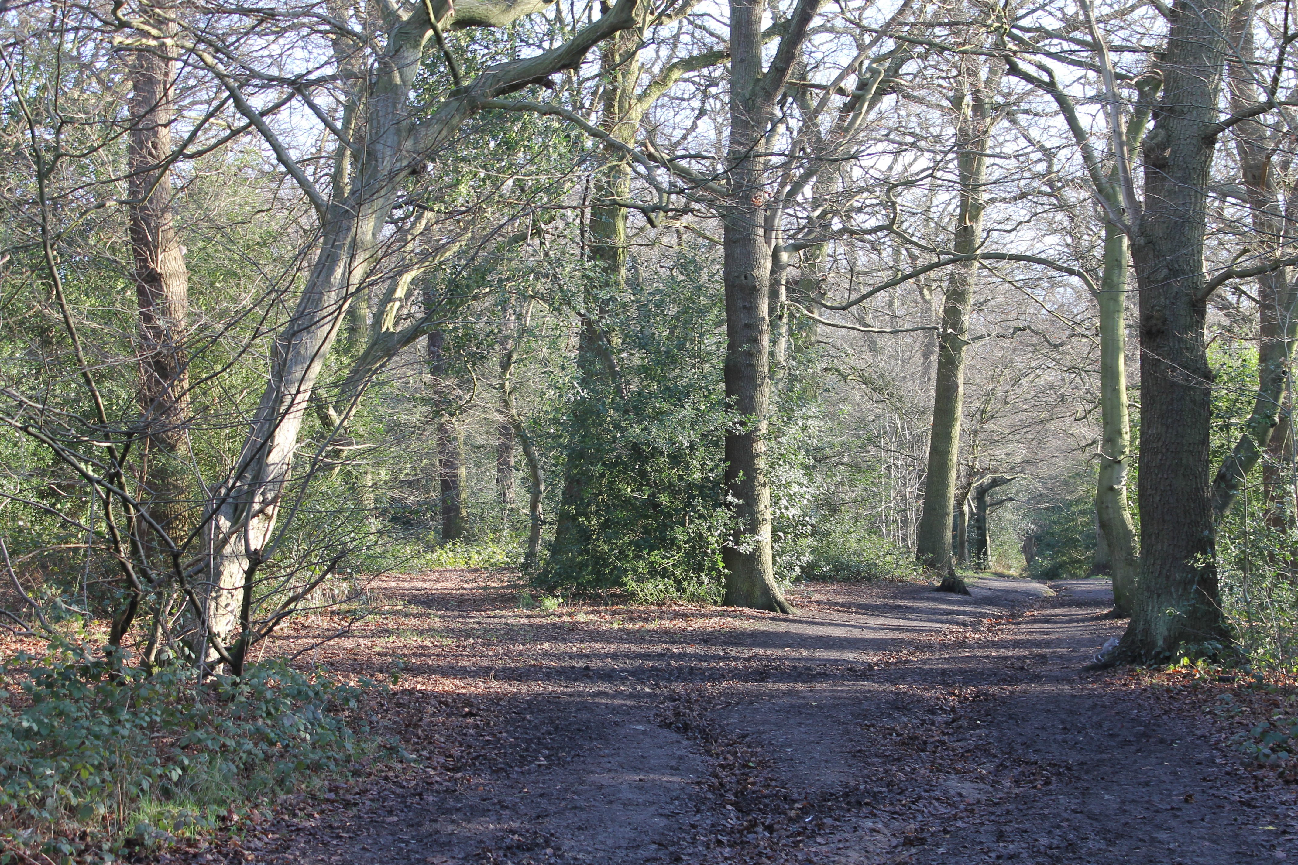 Hadley Common 5