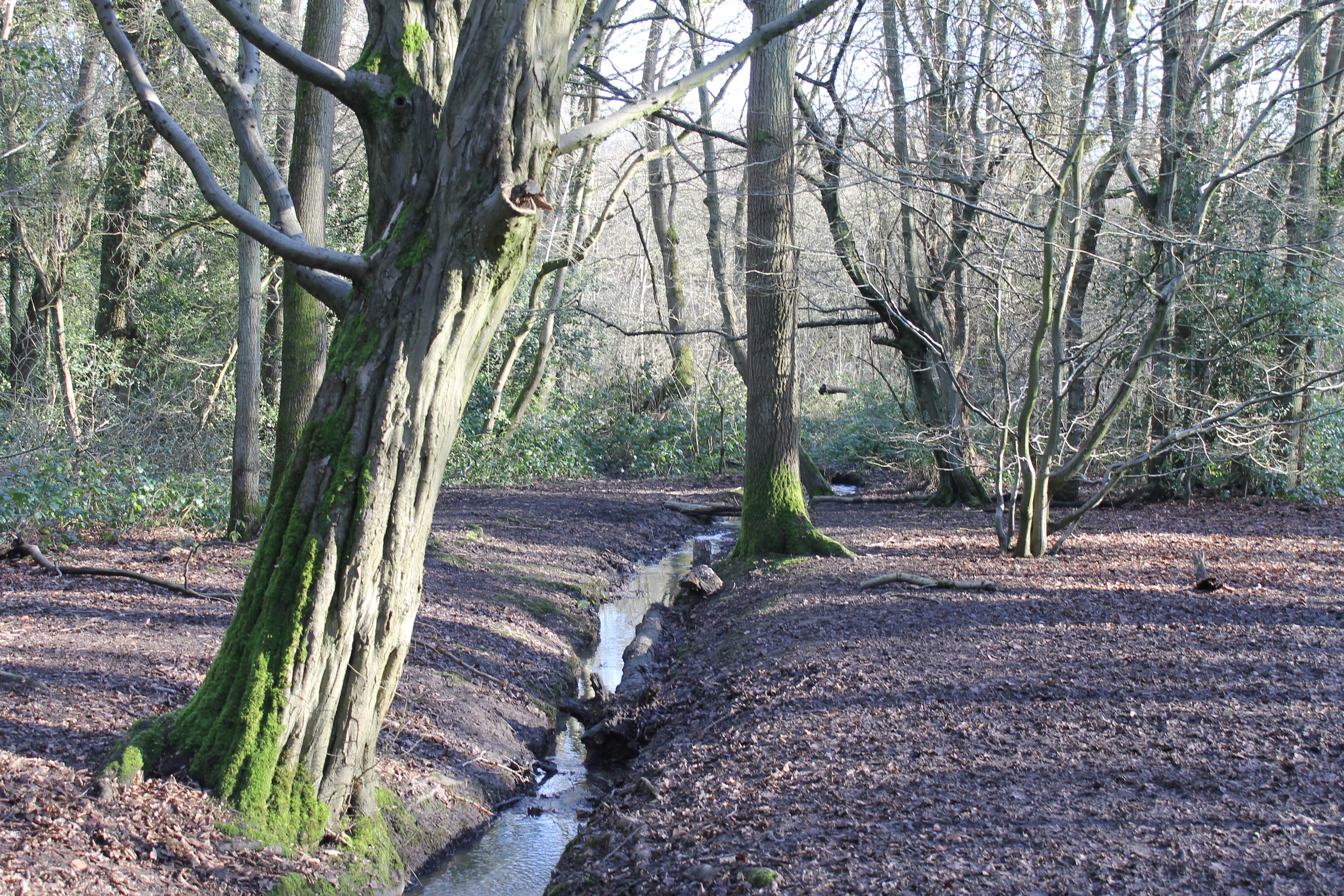 Hadley Woods brook