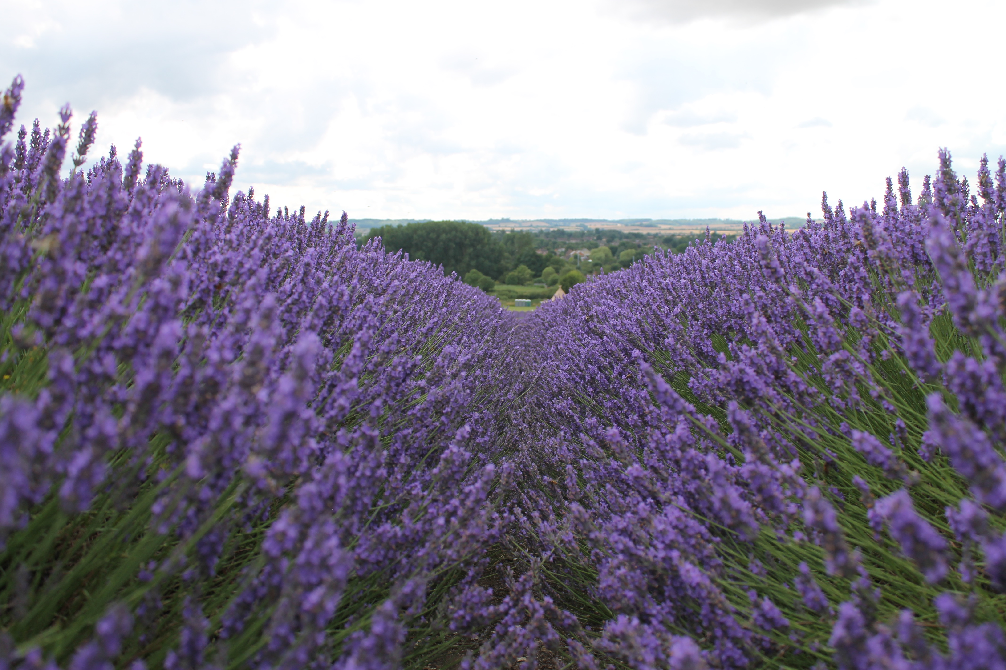 Hitchin Lavender 3