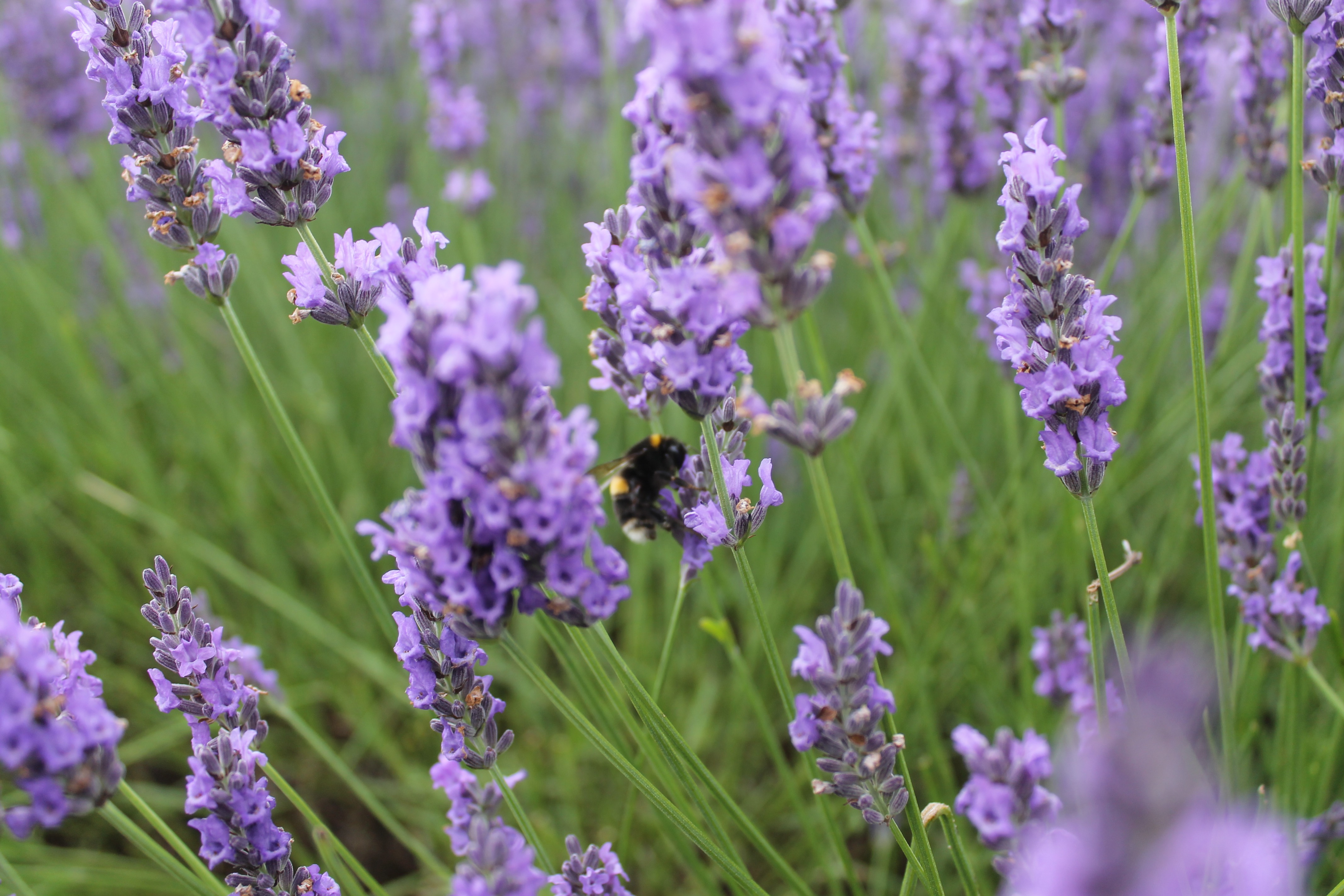 Hitchin Lavender 4