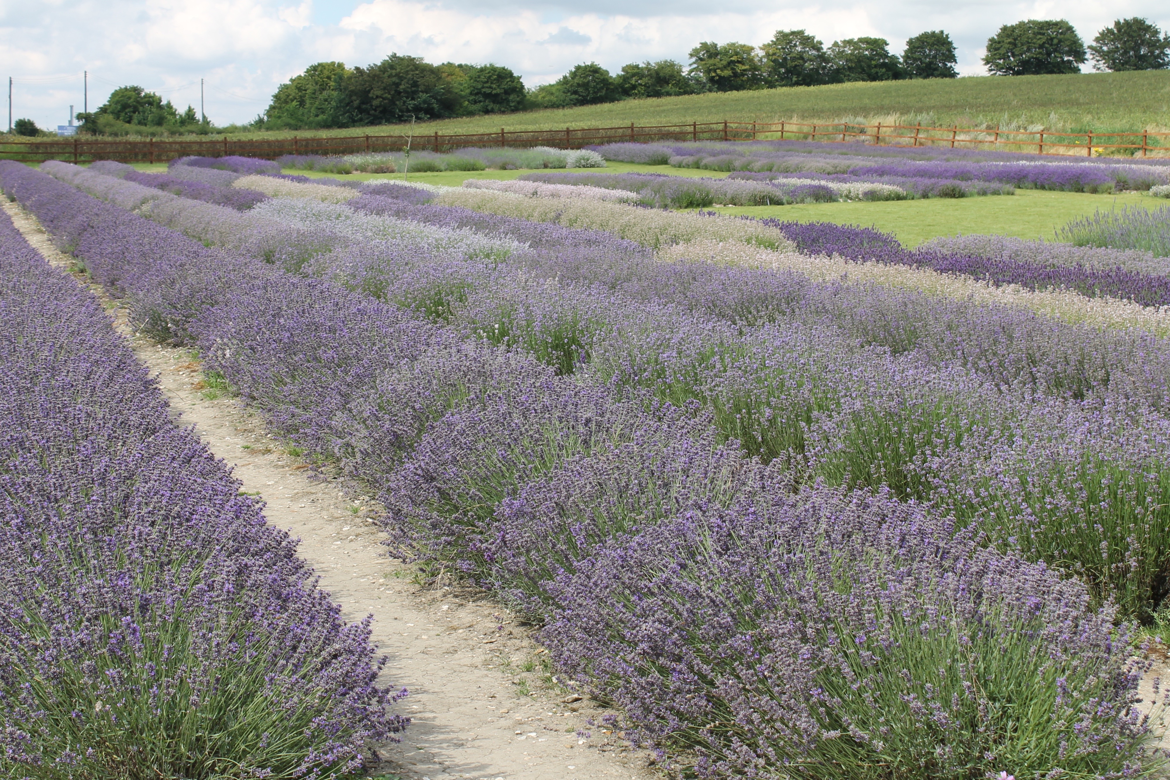 Hitchin Lavender 6