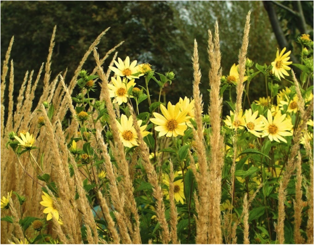 Autumn gardening 5