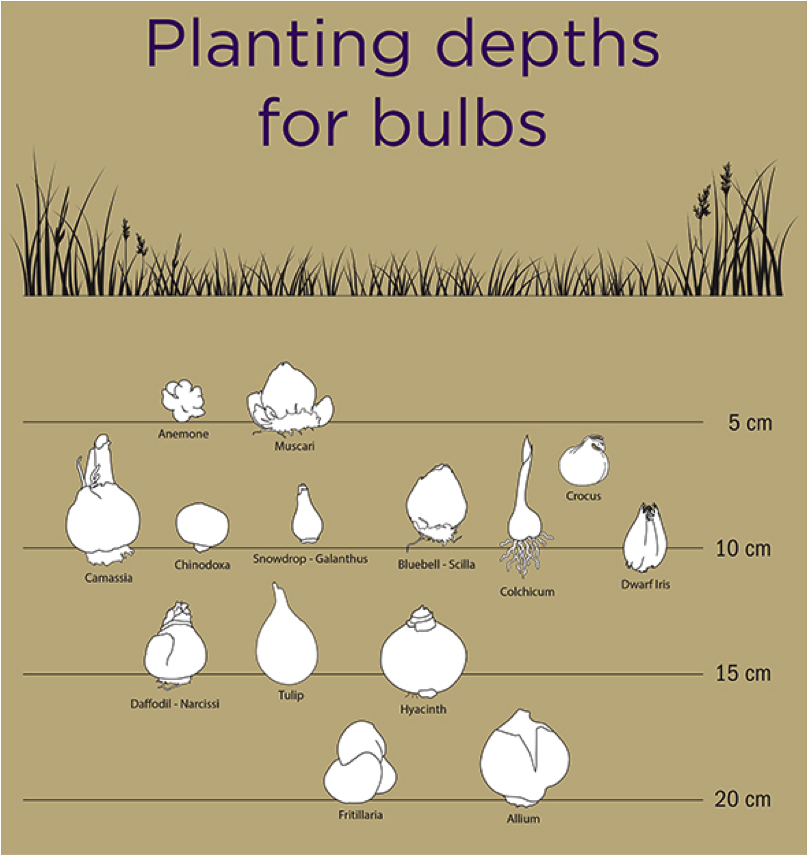 autumn-bulb-planting-depths