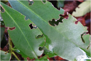 autumn-nibbled-leaves